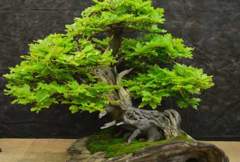 How to grow up tree miniature